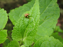 Himatolabus