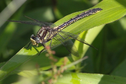 Harpoon Clubtail photo 4