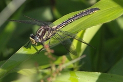 Phanogomphus descriptus