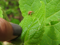 Himatolabus