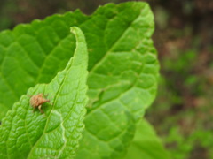 Himatolabus