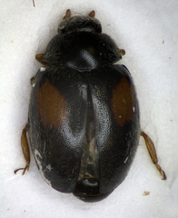 Scymnus frontalis