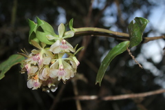 Epidendrum morae