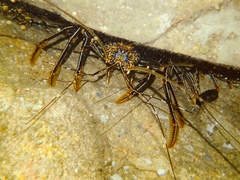 Palinuridae