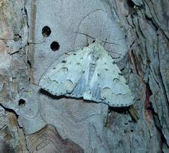 Acronicta innotata