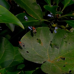 Dysdercus decussatus