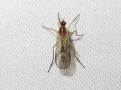 Rhamphomyia