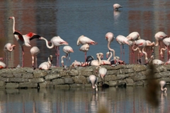 Phoenicopterus roseus