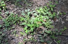 Lysimachia radicans
