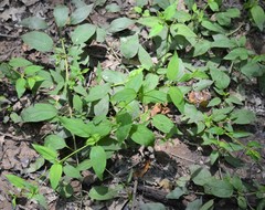 Lysimachia radicans