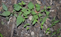 Lysimachia radicans