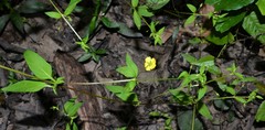Lysimachia radicans