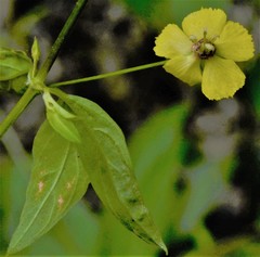 Lysimachia radicans