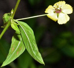 Lysimachia radicans
