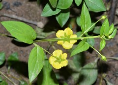 Lysimachia radicans