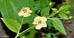 Lysimachia radicans