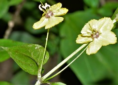 Lysimachia radicans