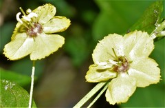 Lysimachia radicans