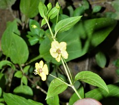 Lysimachia radicans