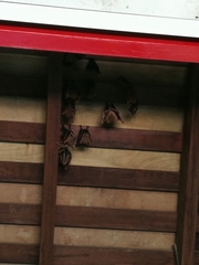 Cynopterus brachyotis