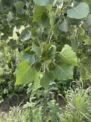 Populus deltoides