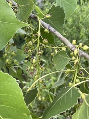 Populus deltoides