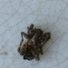 photo of Wolf Spiders (Lycosidae)