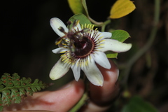 Passiflora chelidonea