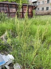 Rumex pseudonatronatus