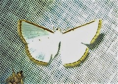 Leuciris