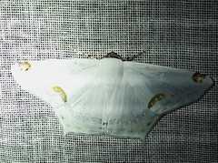 Sericoptera