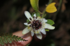 Passiflora chelidonea