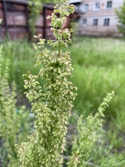 Rumex pseudonatronatus