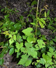 Vitis palmata
