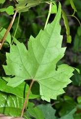 Vitis palmata