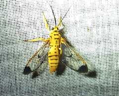 Isanthrene felderi