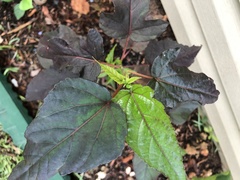 Hibiscus sabdariffa