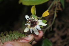 Passiflora chelidonea