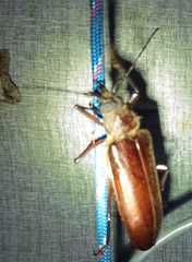 Mallodonopsis mexicanus