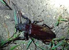 Mallodonopsis mexicanus