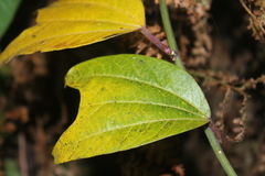 Passiflora chelidonea