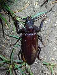 Mallodonopsis mexicanus
