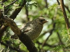 Pyrocephalus rubinus