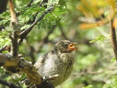 Pyrocephalus rubinus