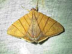 Eulepidotis carcistola