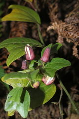 Passiflora chelidonea