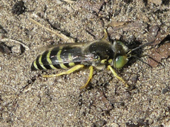 Bembix americana spinolae