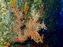 Melithaea