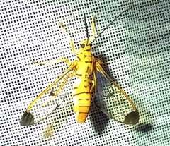 Isanthrene felderi