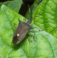 Proxys albopunctulatus
